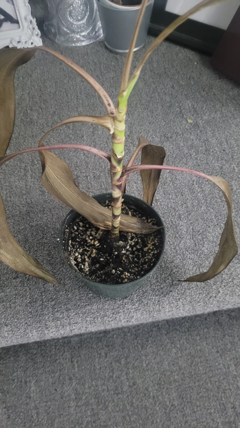 🥕🪴 plant - photo 3