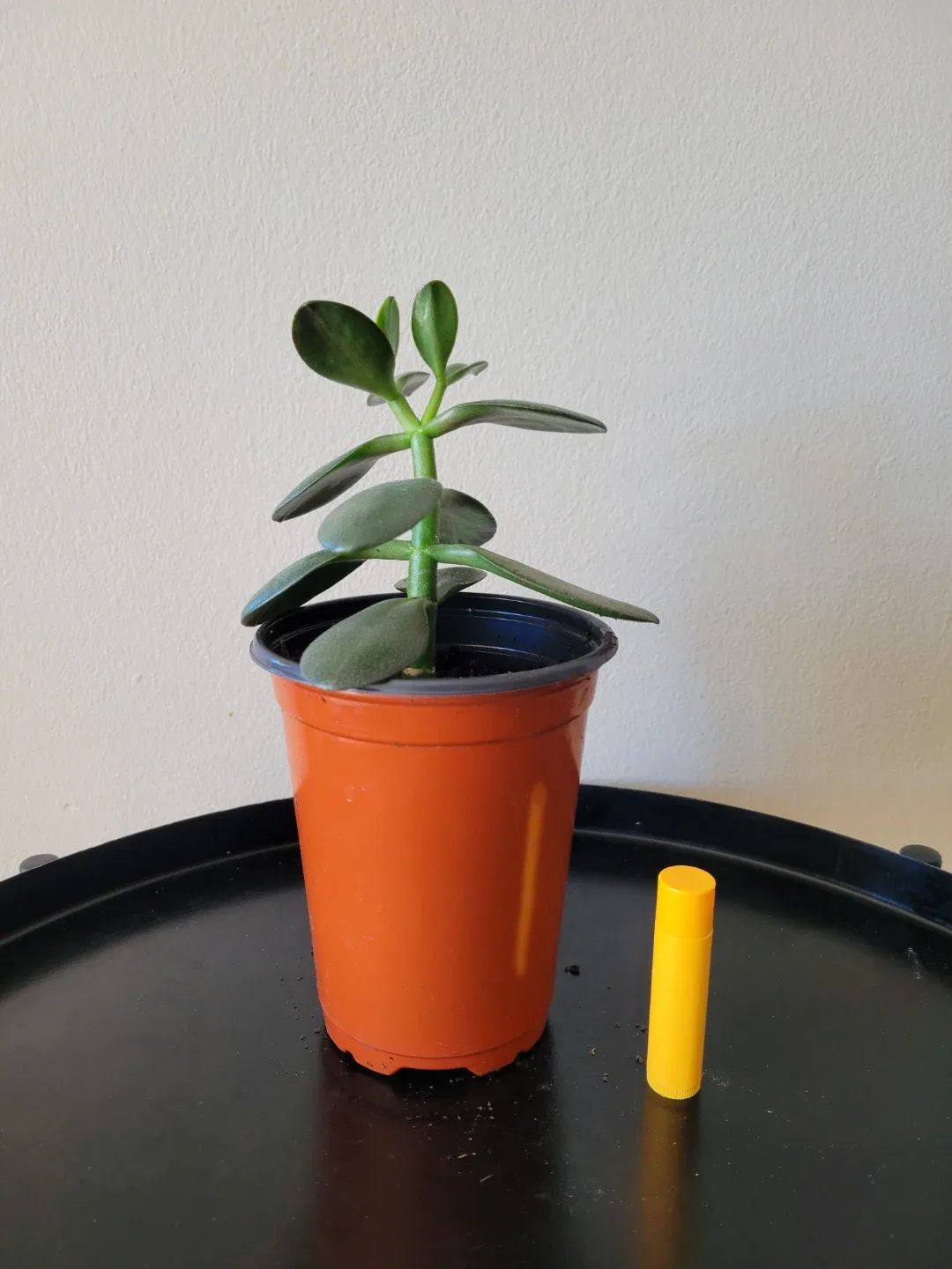 Jade plant