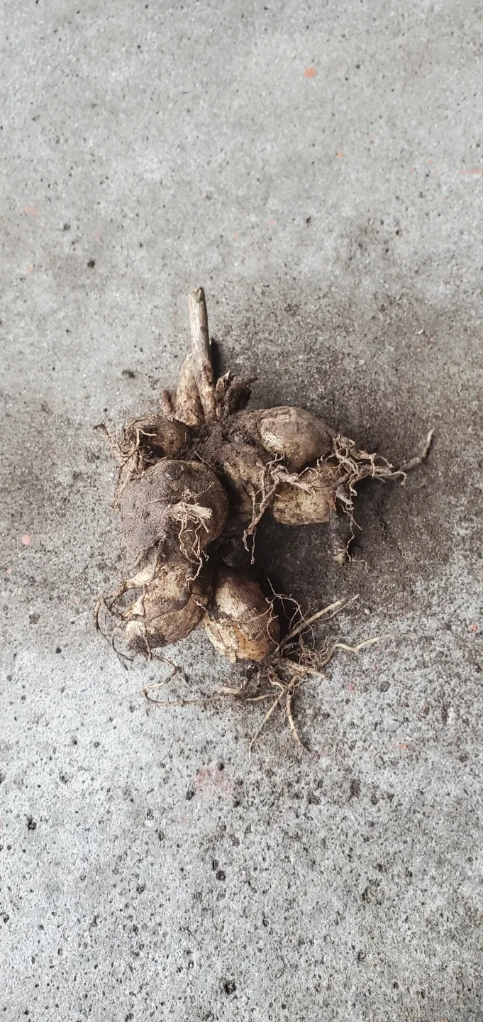 Dahlia roots image indicator(2)