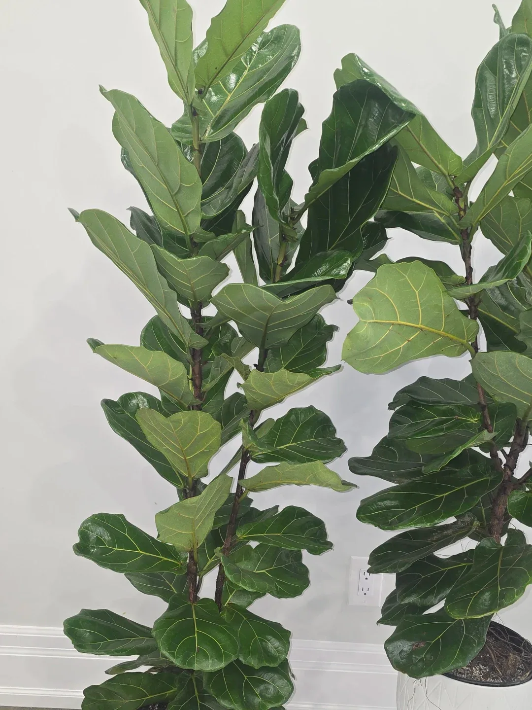 Large Fiddle Leaf Fig Tree image indicator(3)