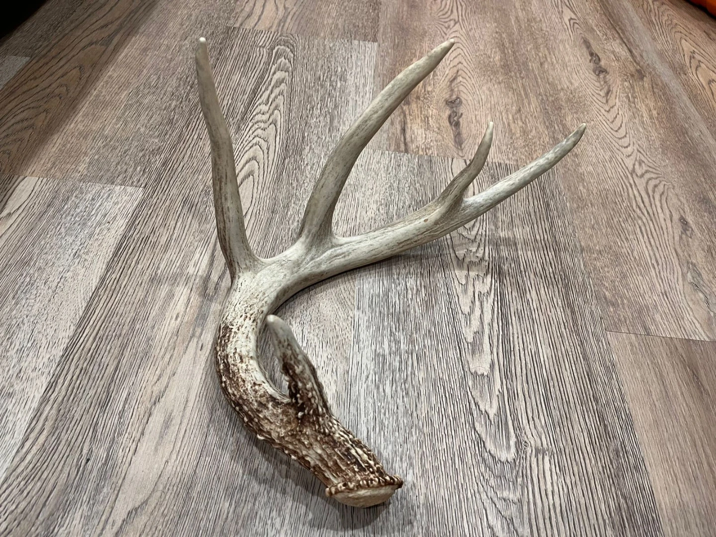 Deer Antler Shed - photo 3
