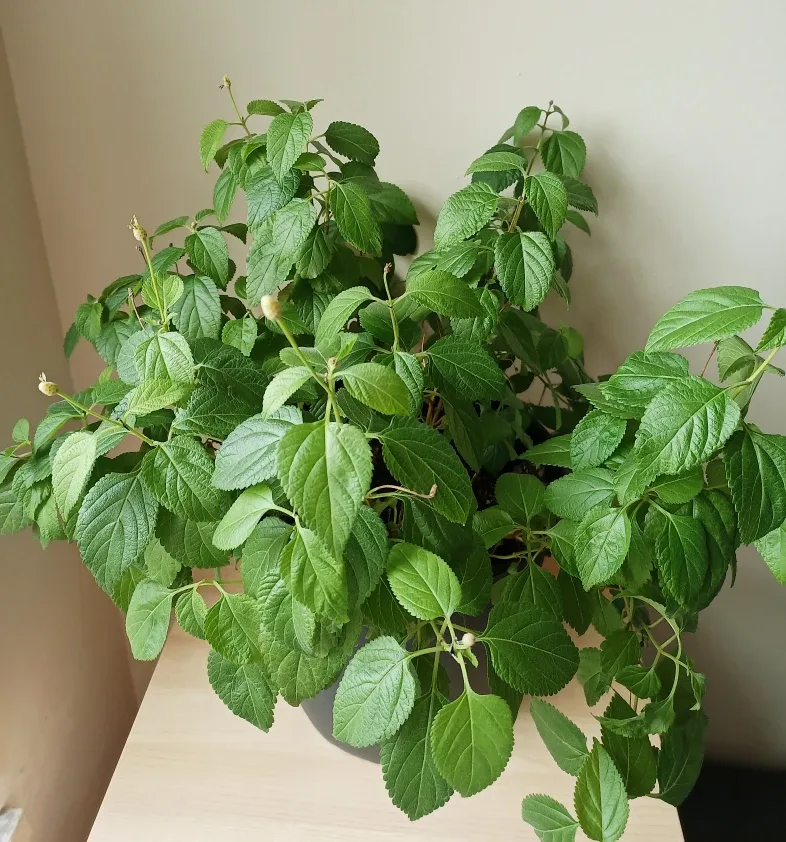 17" Lantana Plant image indicator(2)