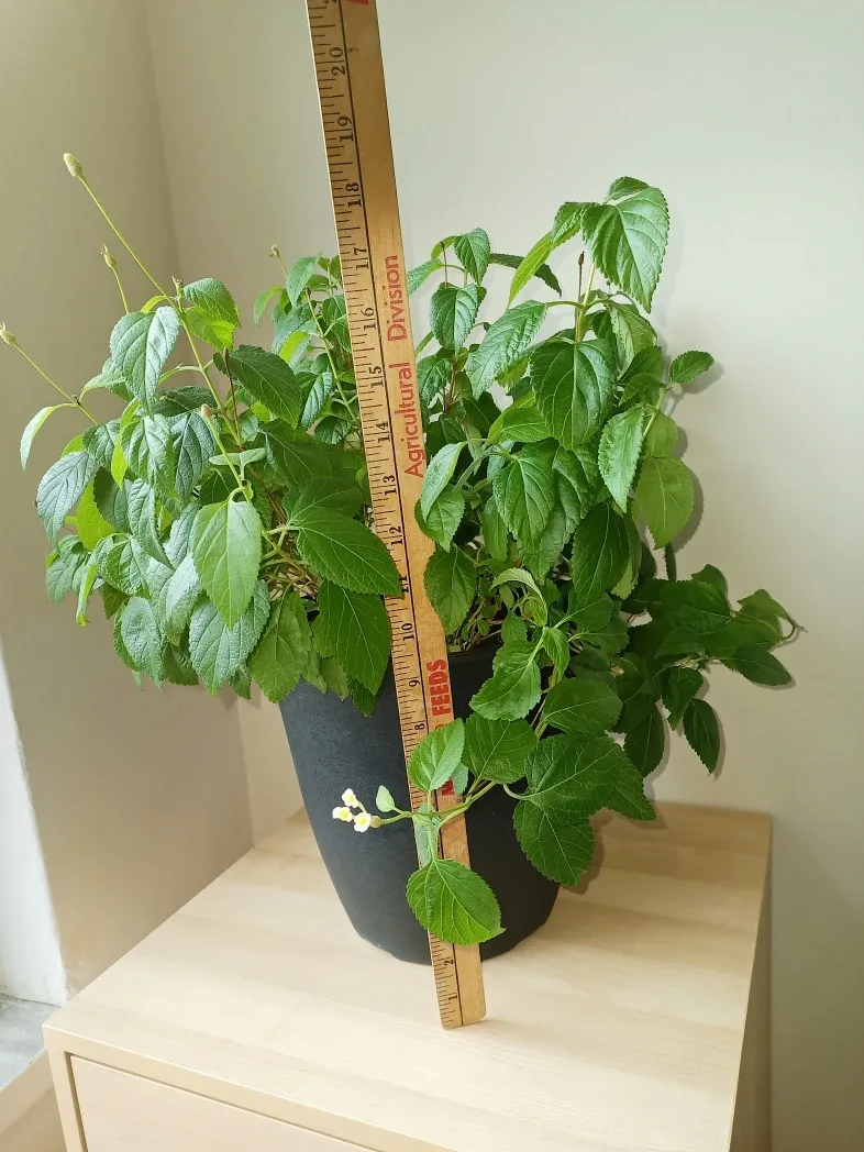 17" Lantana Plant image indicator(3)