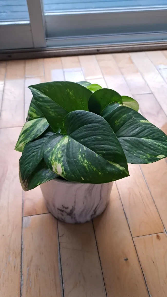 Golden Pothos Plant