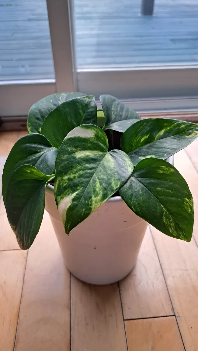 Golden Pothos Plant image indicator(2)