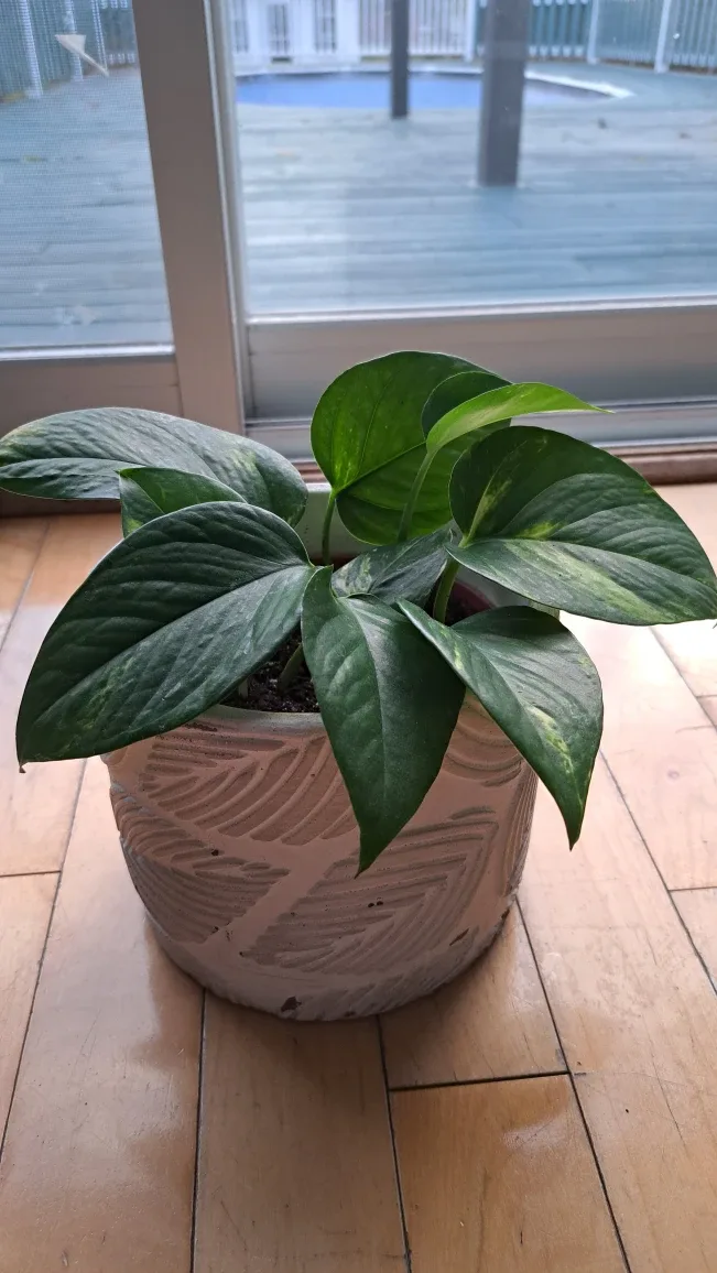 Golden Pothos Plant image indicator(3)