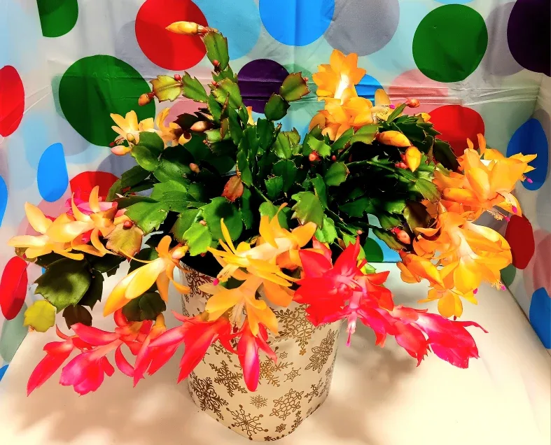 🎄3 Colored Flowers Christmas/Zygo Cactus 12 Inches tall🎄
