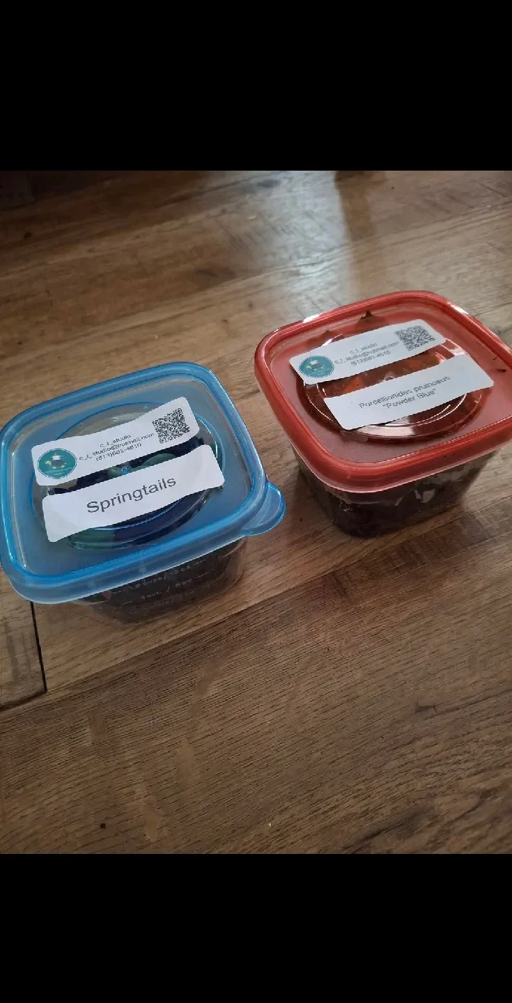 Springtails CUC white tropical thumbnail