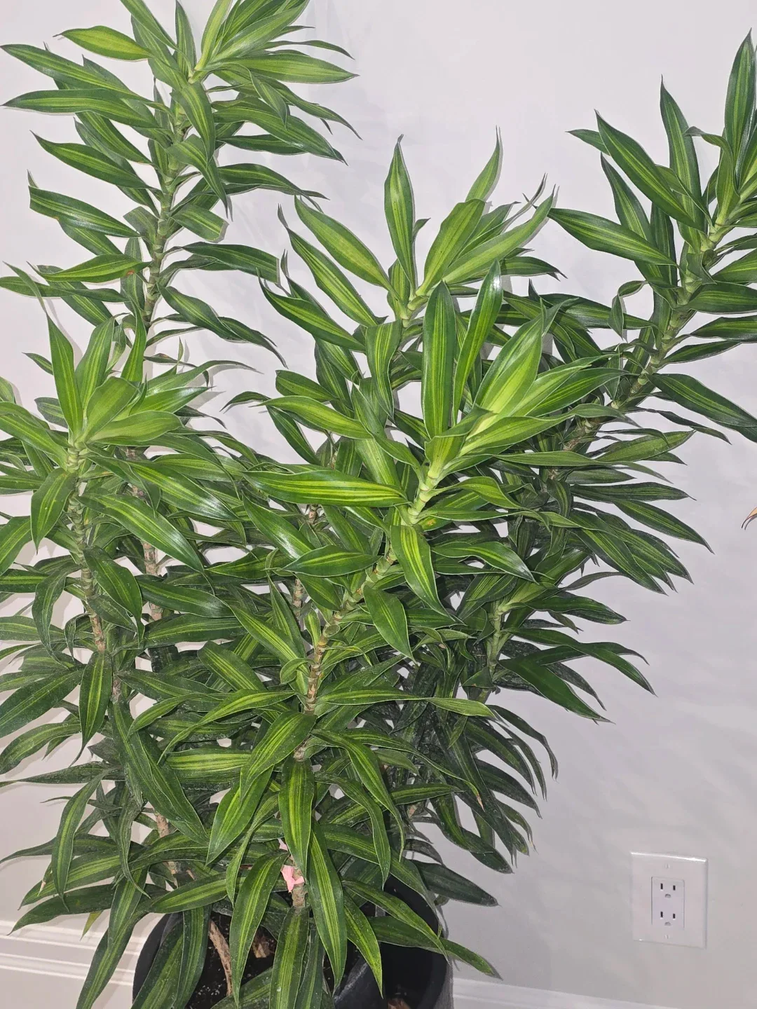 Pleomele reflexa Jamaica image indicator(2)