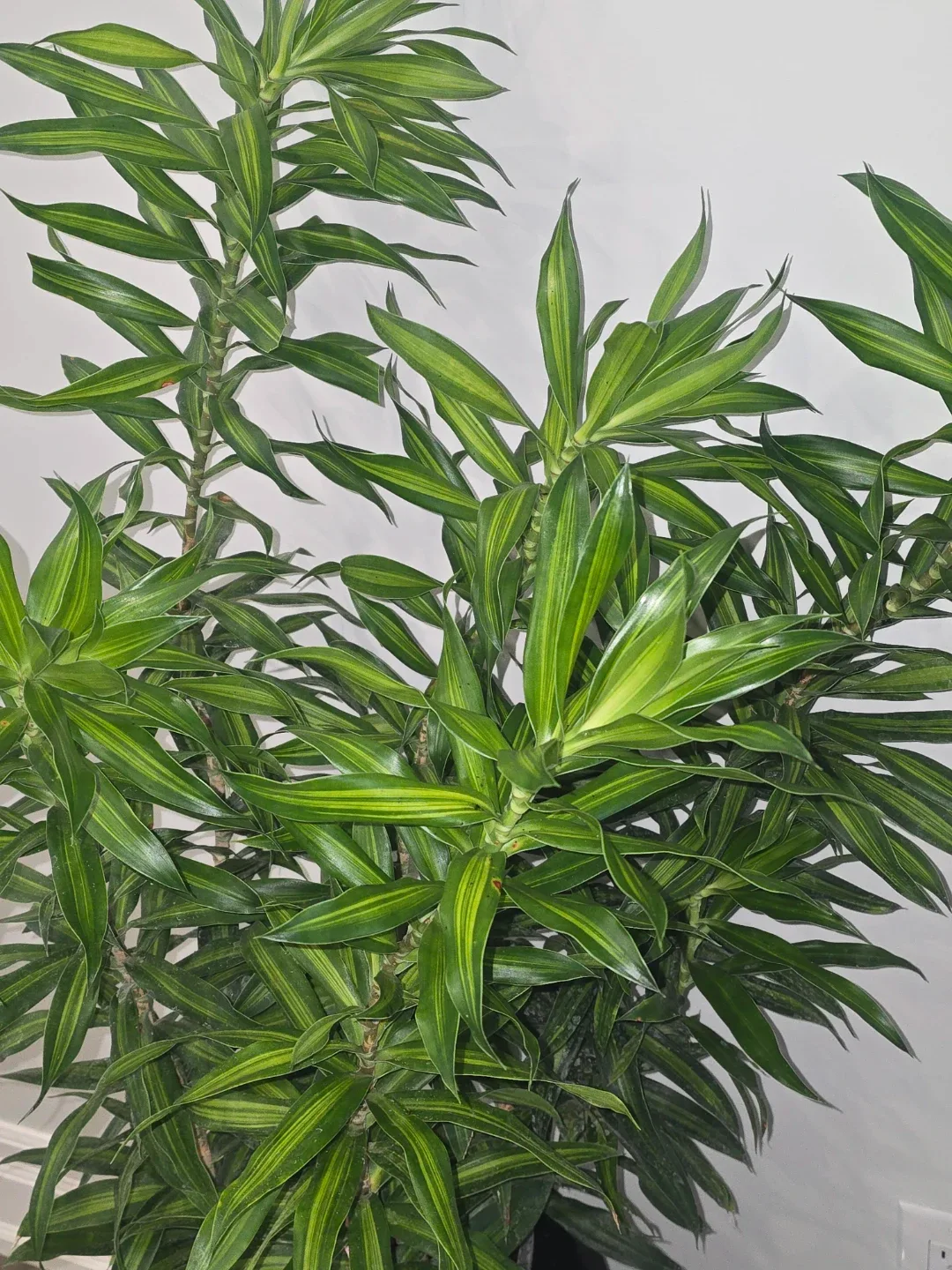 Pleomele reflexa Jamaica image indicator(5)