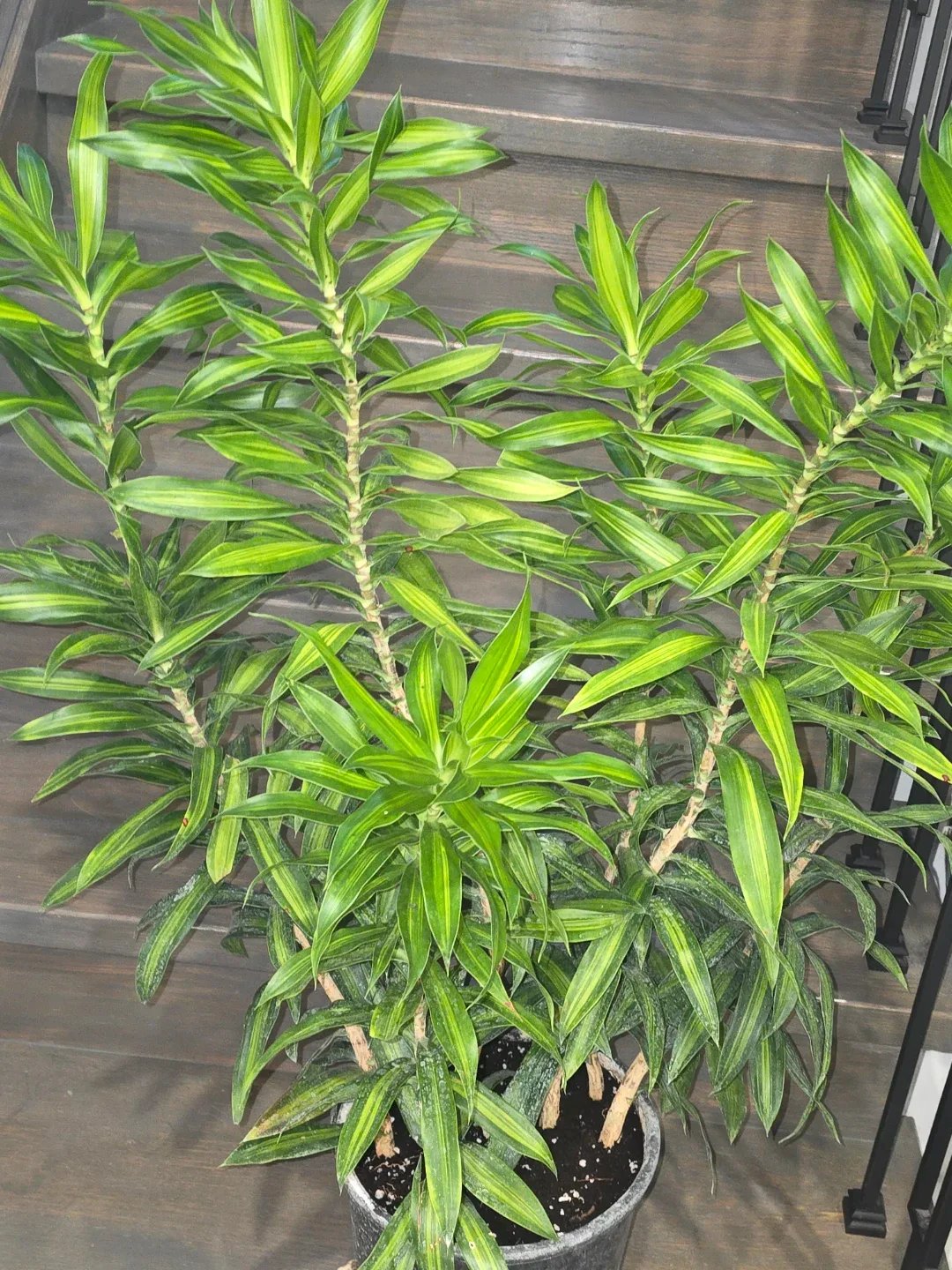 Pleomele reflexa Jamaica image indicator(7)