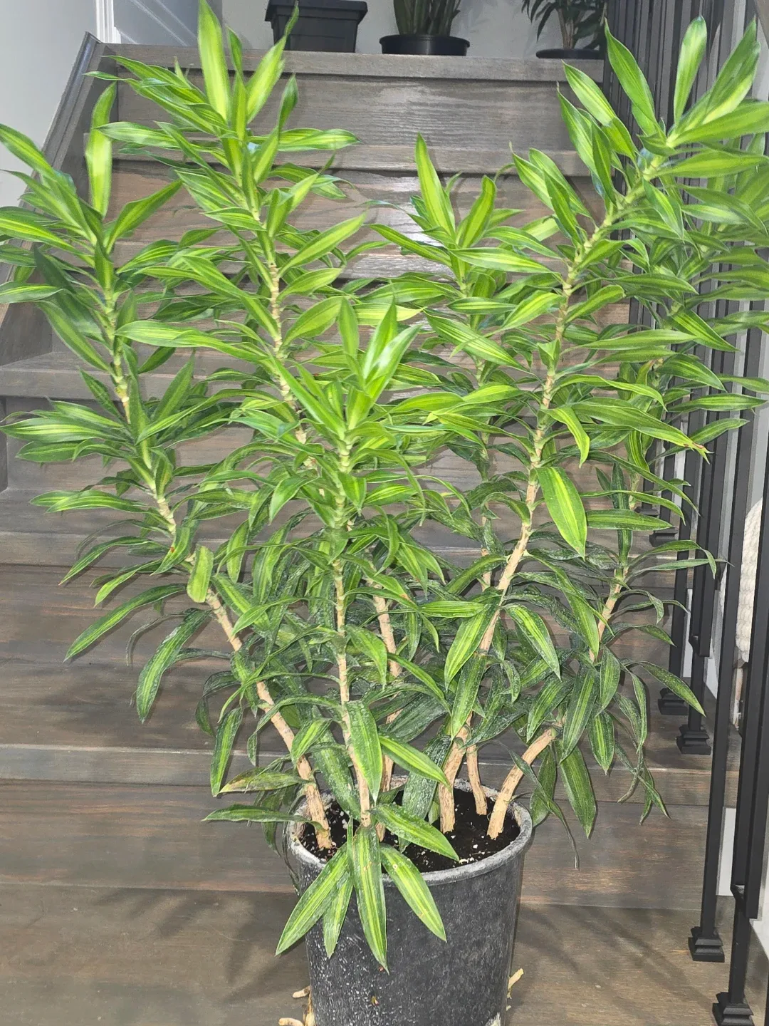 Pleomele reflexa Jamaica image indicator(8)