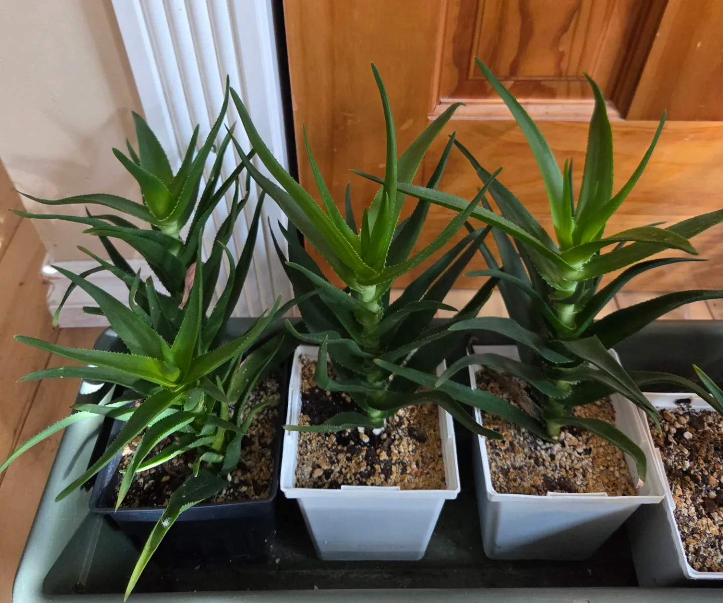 Aloe Vera Plant :climbing aloe 3yr old