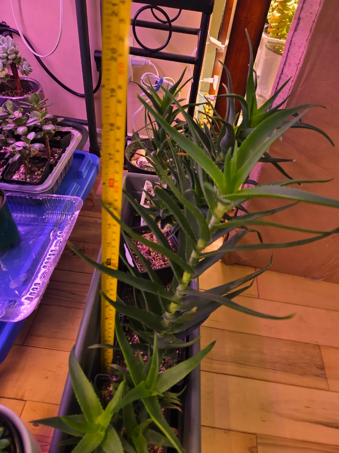 Aloe Vera Plant :climbing aloe 3yr old image indicator(2)