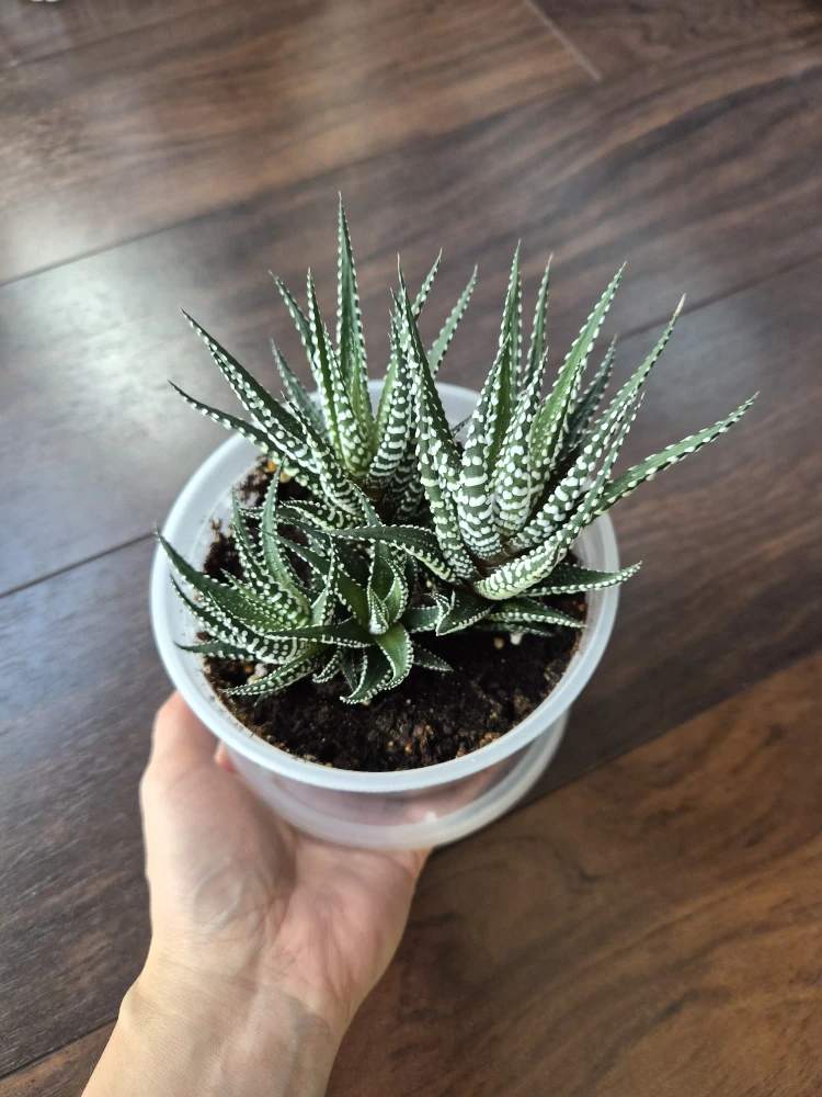 Haworthia Fasciata Succulent Plant - photo 2