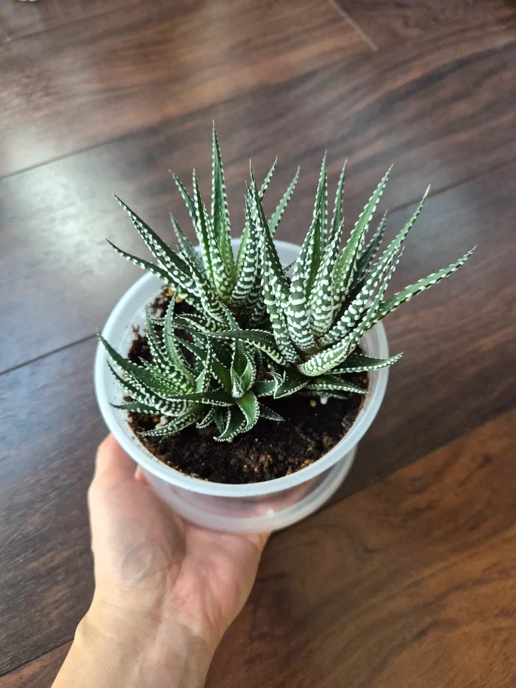 Haworthia Fasciata Succulent Plant image indicator(2)