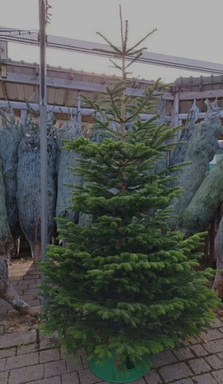 Christmas Tree(real)