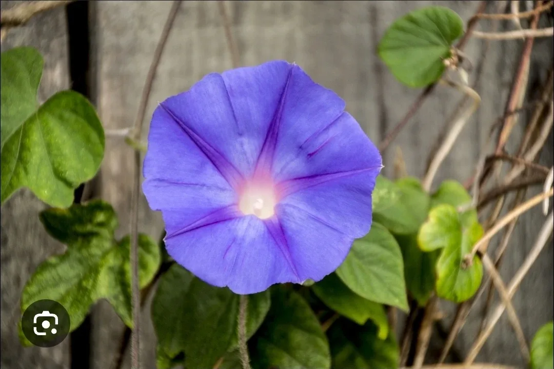 Morning glory seeds image indicator(2)