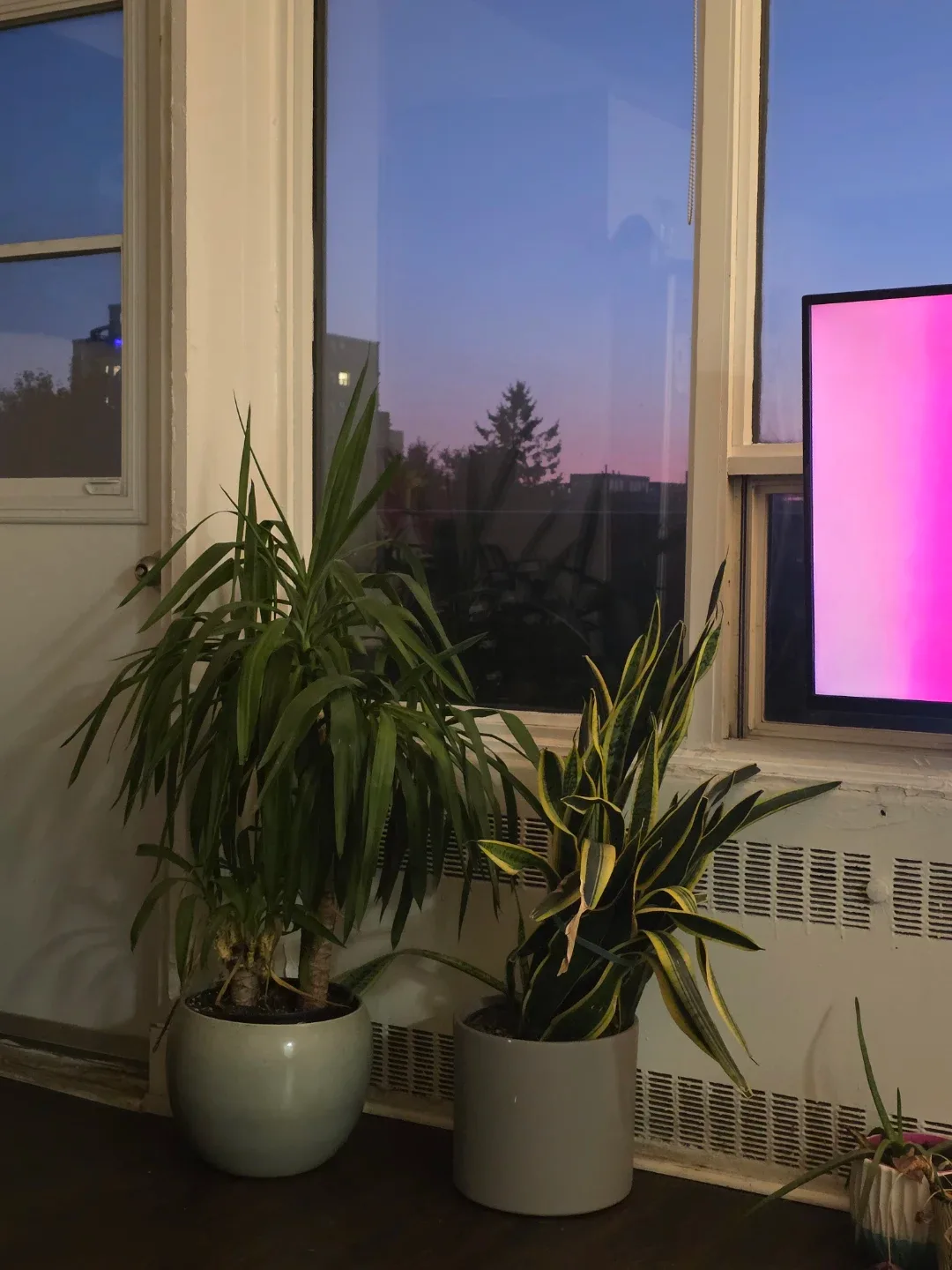 Yucca Plant - 4 years old (MOVING SALE) image indicator(4)