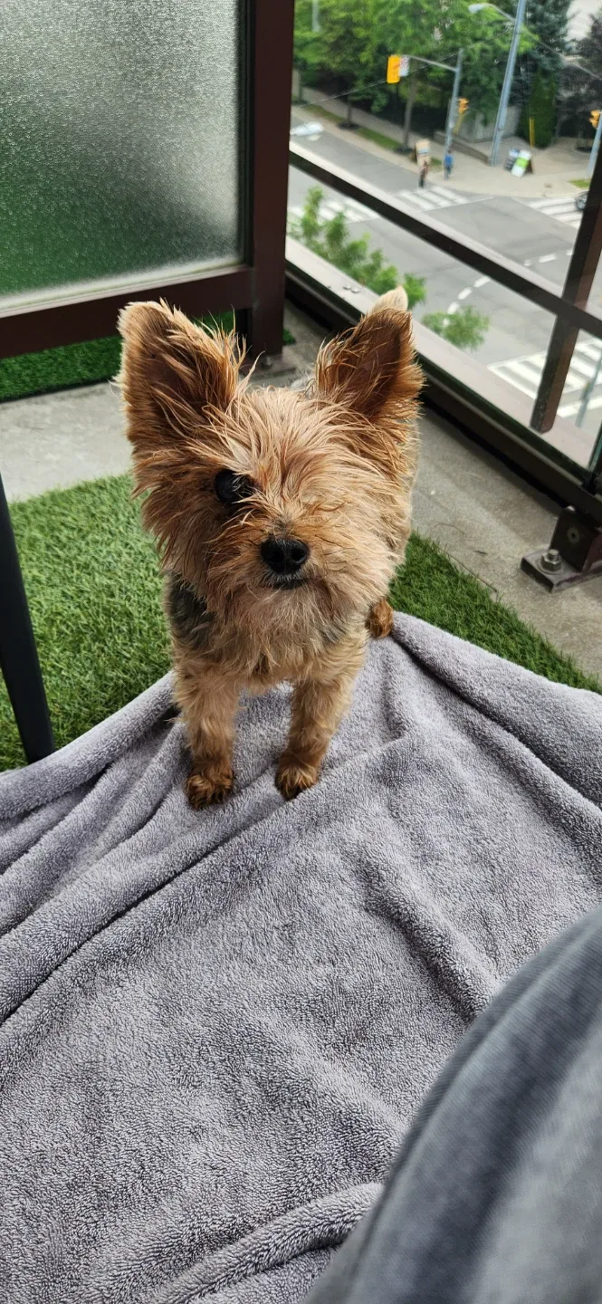 Dog/Cat Steps - Pet Stairs 5 steps image indicator(2)