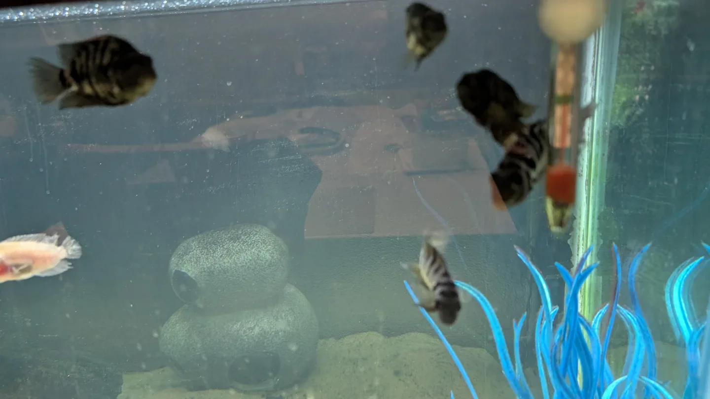 African Convict Cichlids fish image indicator(2)