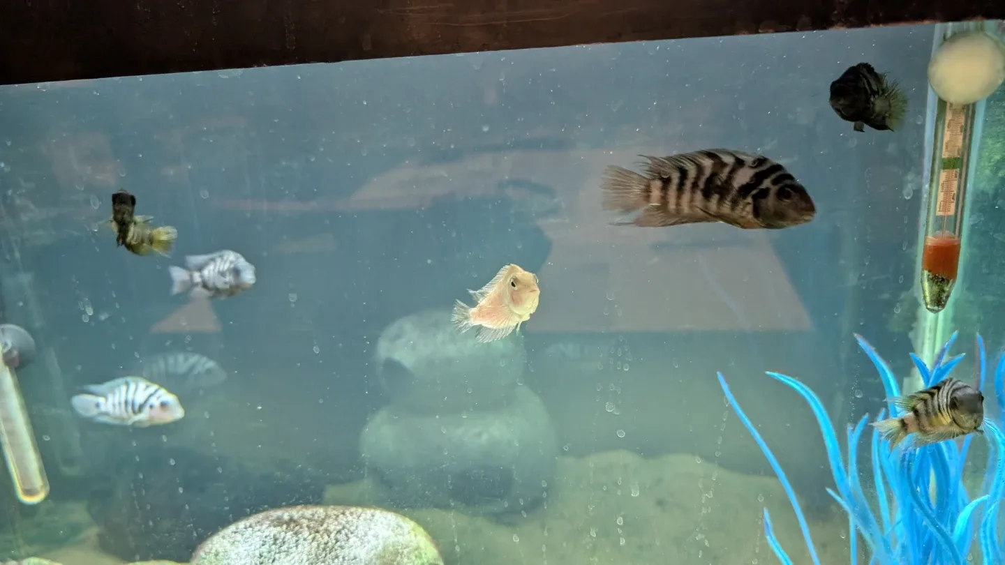 African Convict Cichlids fish image indicator(3)