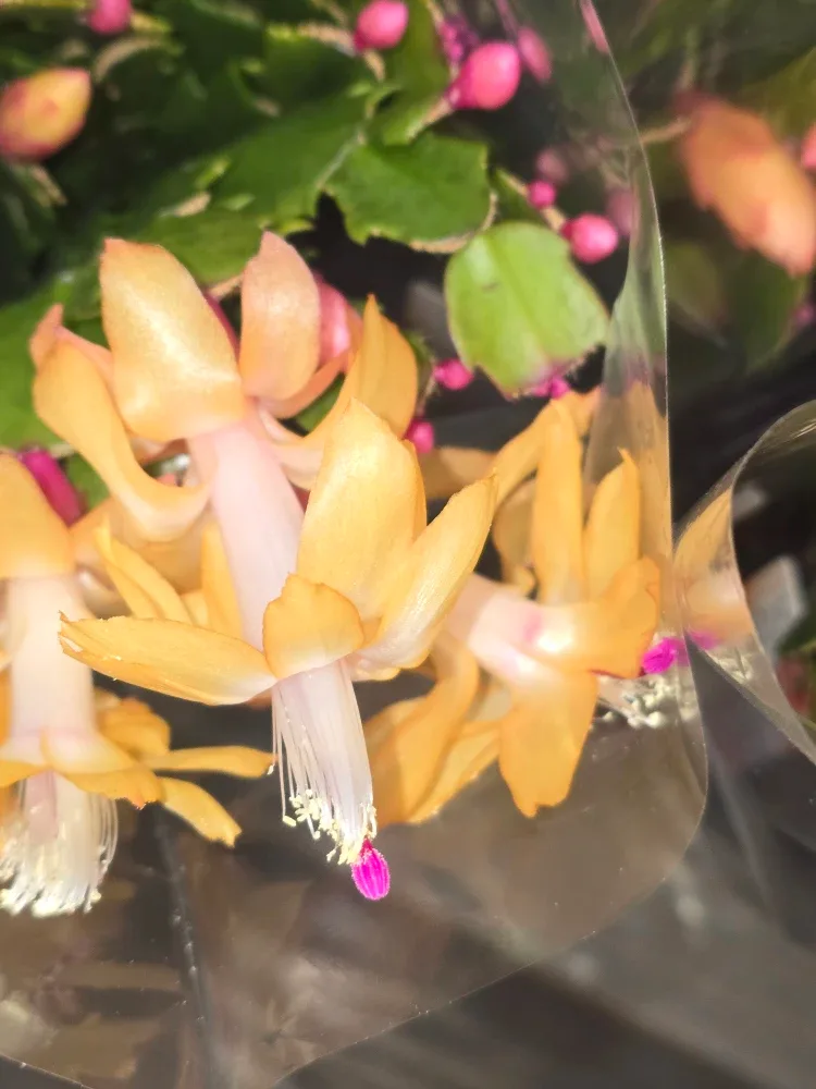 Flowering Christmas Cactus Plant