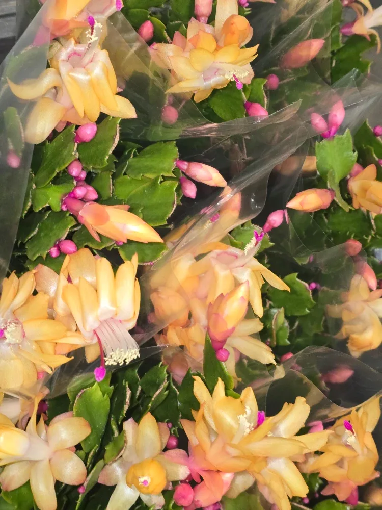 Flowering Christmas Cactus Plant image indicator(3)