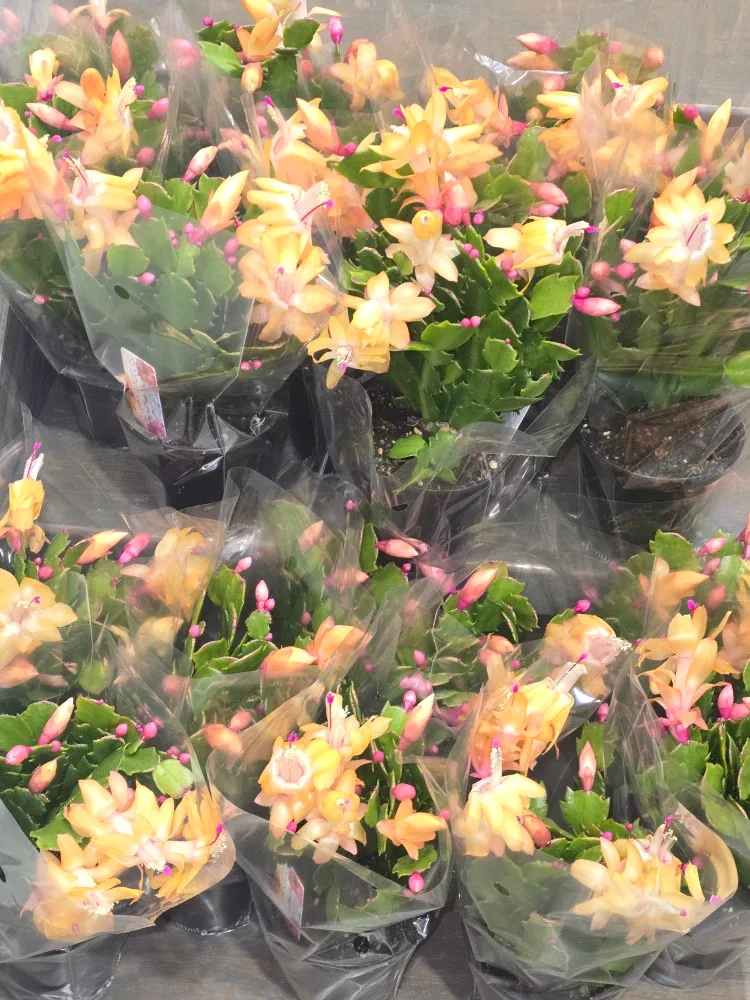 Flowering Christmas Cactus Plant image indicator(4)