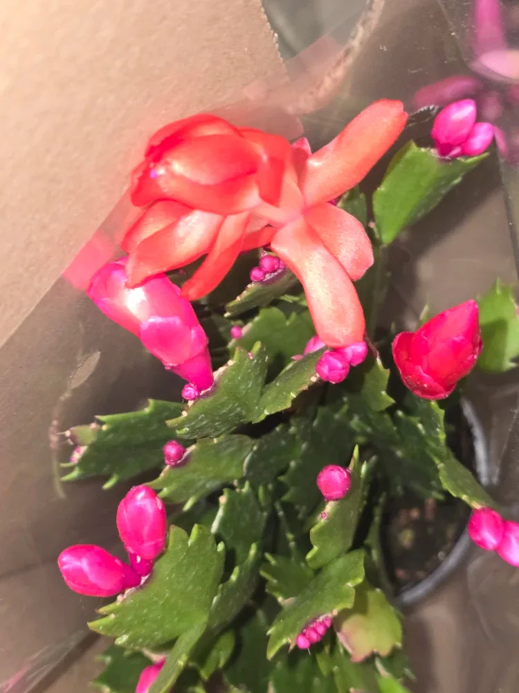 Flowering Christmas Cactus Plant image indicator(8)