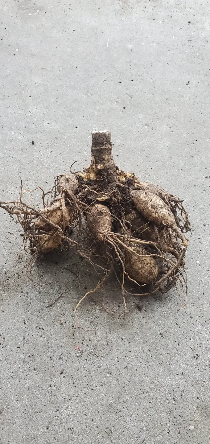 Dahlia Roots image indicator(2)