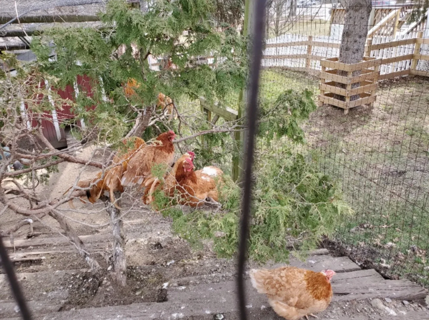 $20.00 / Day House Sitting - We are here, and always will be ♾️ image indicator(7)