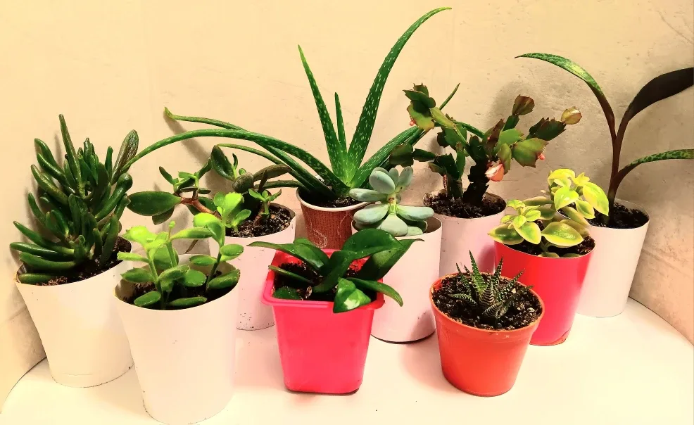 🪴Varieties of Potted Succulents, Hoya, and Cactus🪴