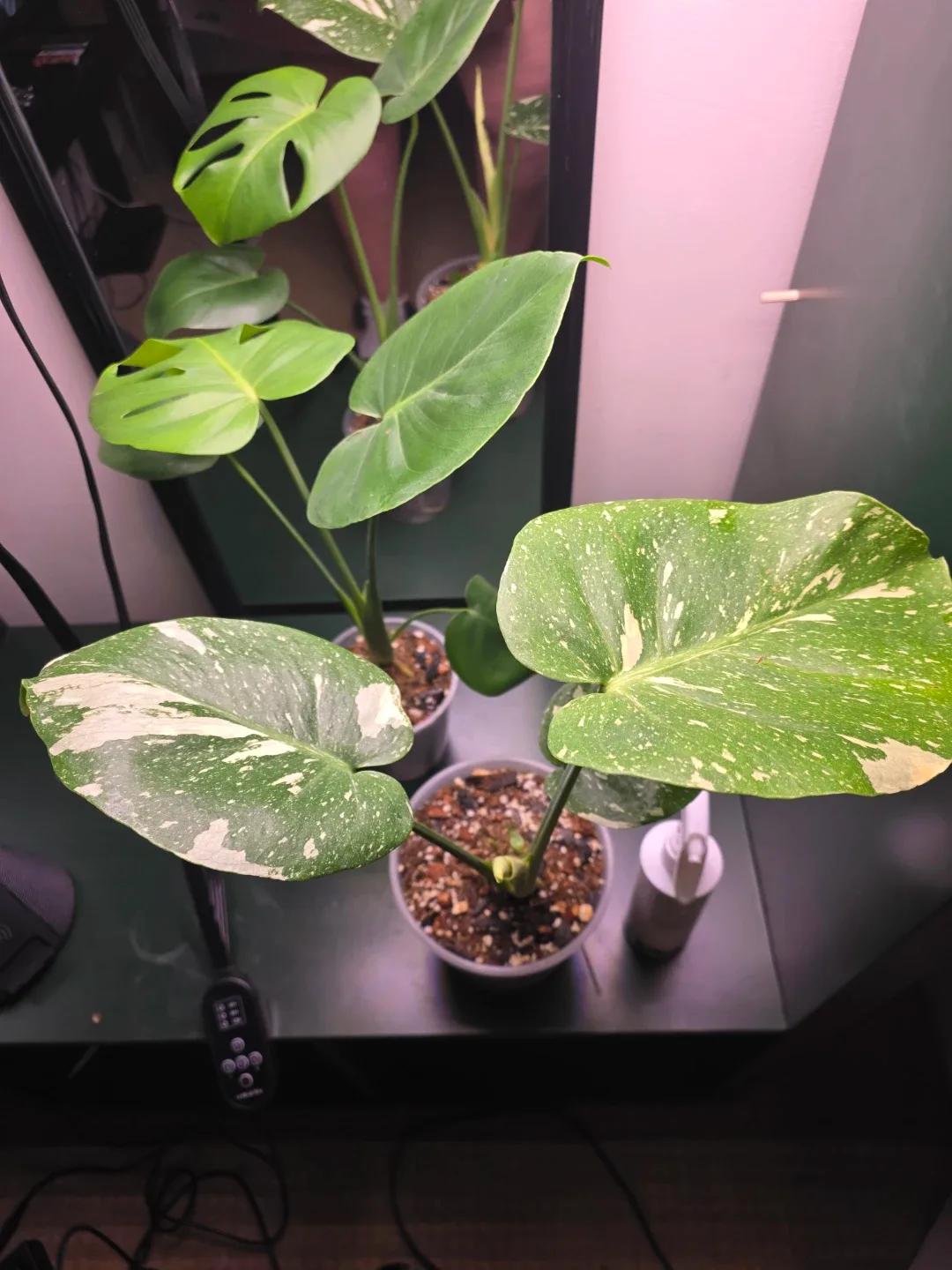 monstera deliciosa+thai & supplies