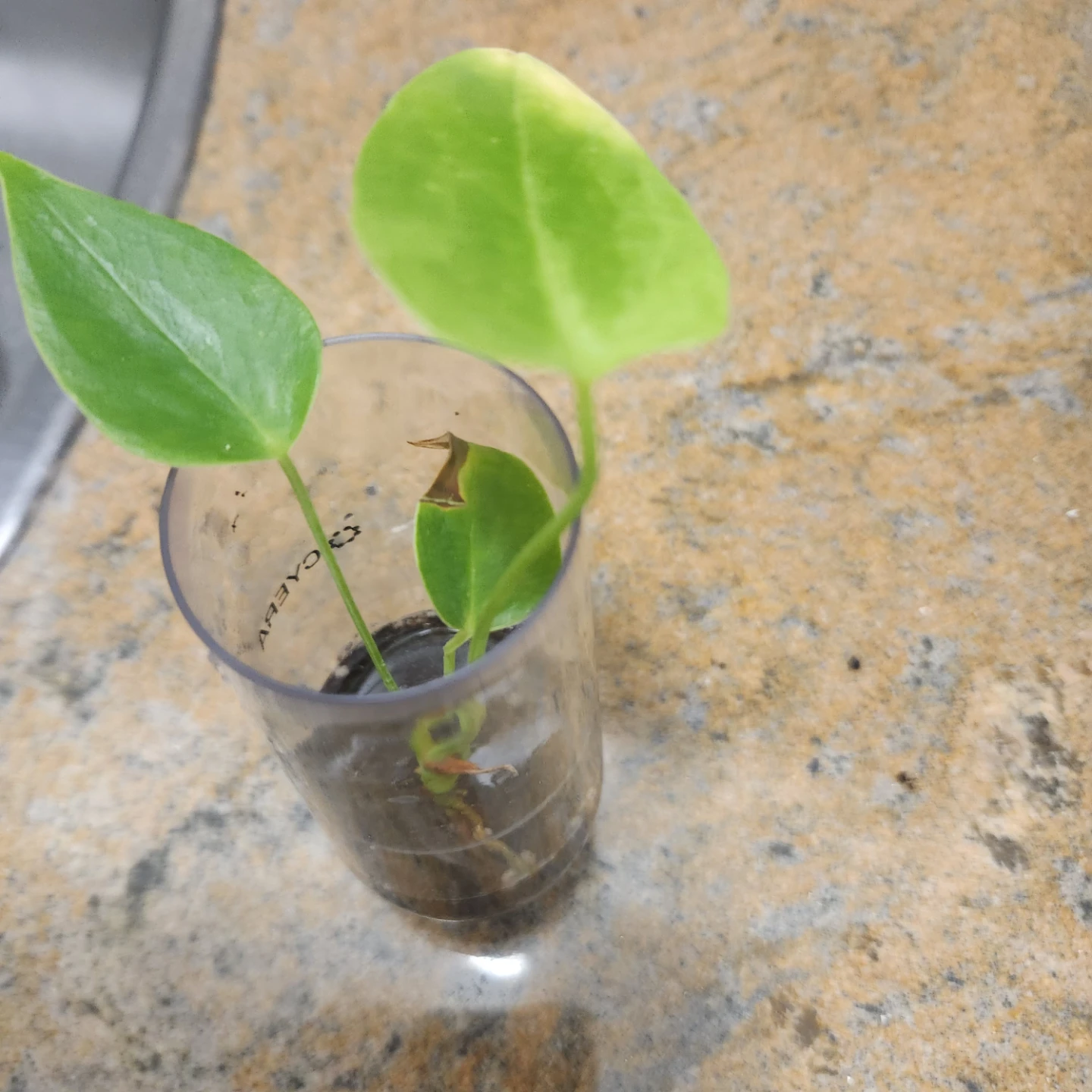 Anthurium Plant Cutting