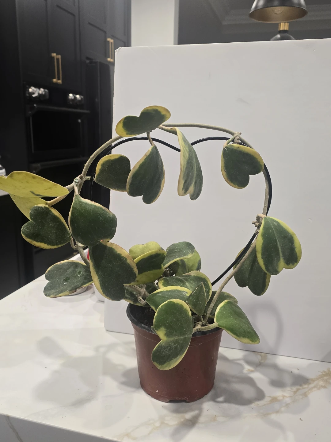 Hoya Kerrii Variegata Plant