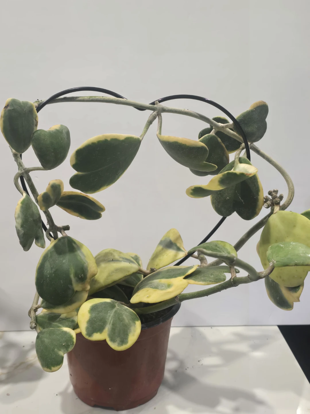 Hoya Kerrii Variegata Plant - photo 4