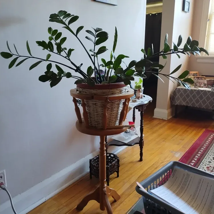 ZZ Plant in Wicker Basket Stand