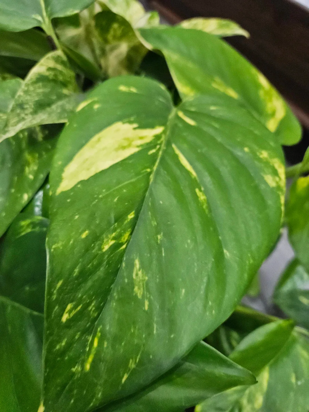 Golden Pothos Hanging Plant image indicator(3)