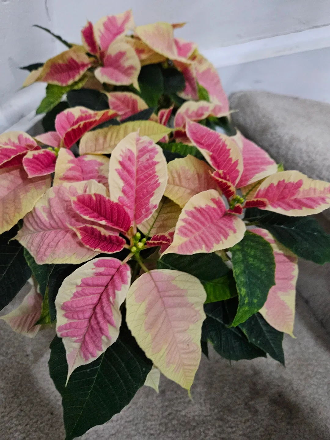 Poinsettia plant image indicator(4)