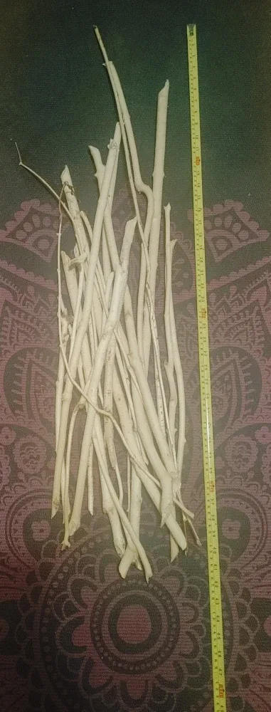 Beaver chewed birch branches