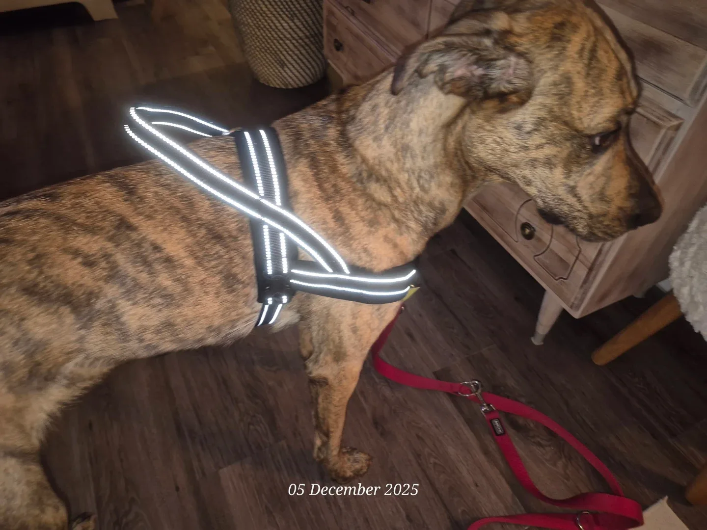 New Web Master Dog Harness - Size L