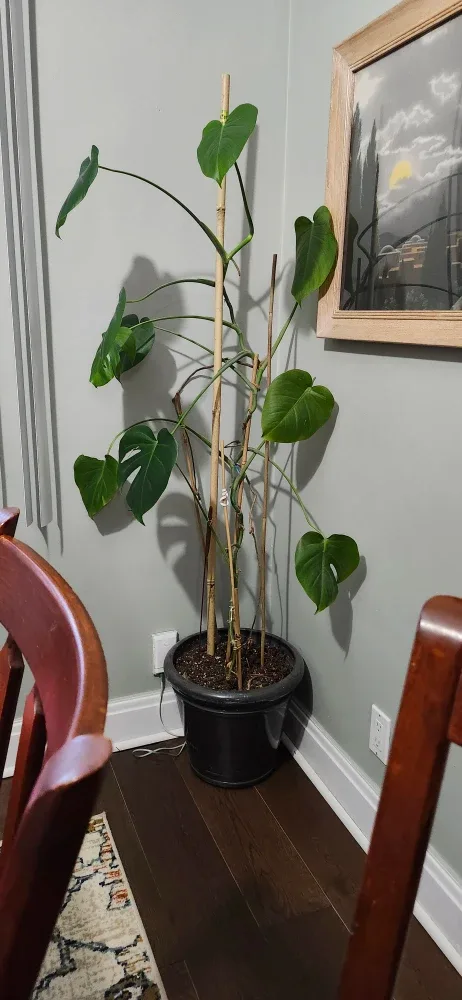 Monstera Plant image indicator(2)