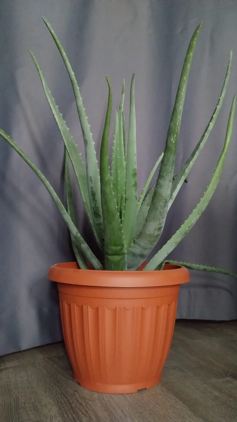 Aloe Vera Plant in Pot