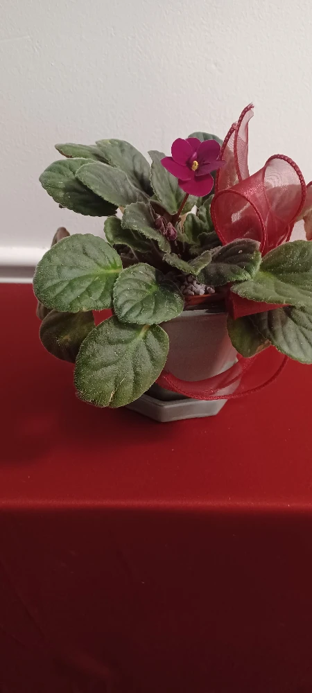 African Violet Plant