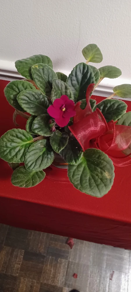African Violet Plant - photo 2