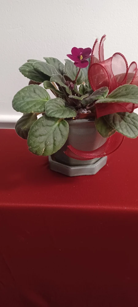 African Violet Plant - photo 3