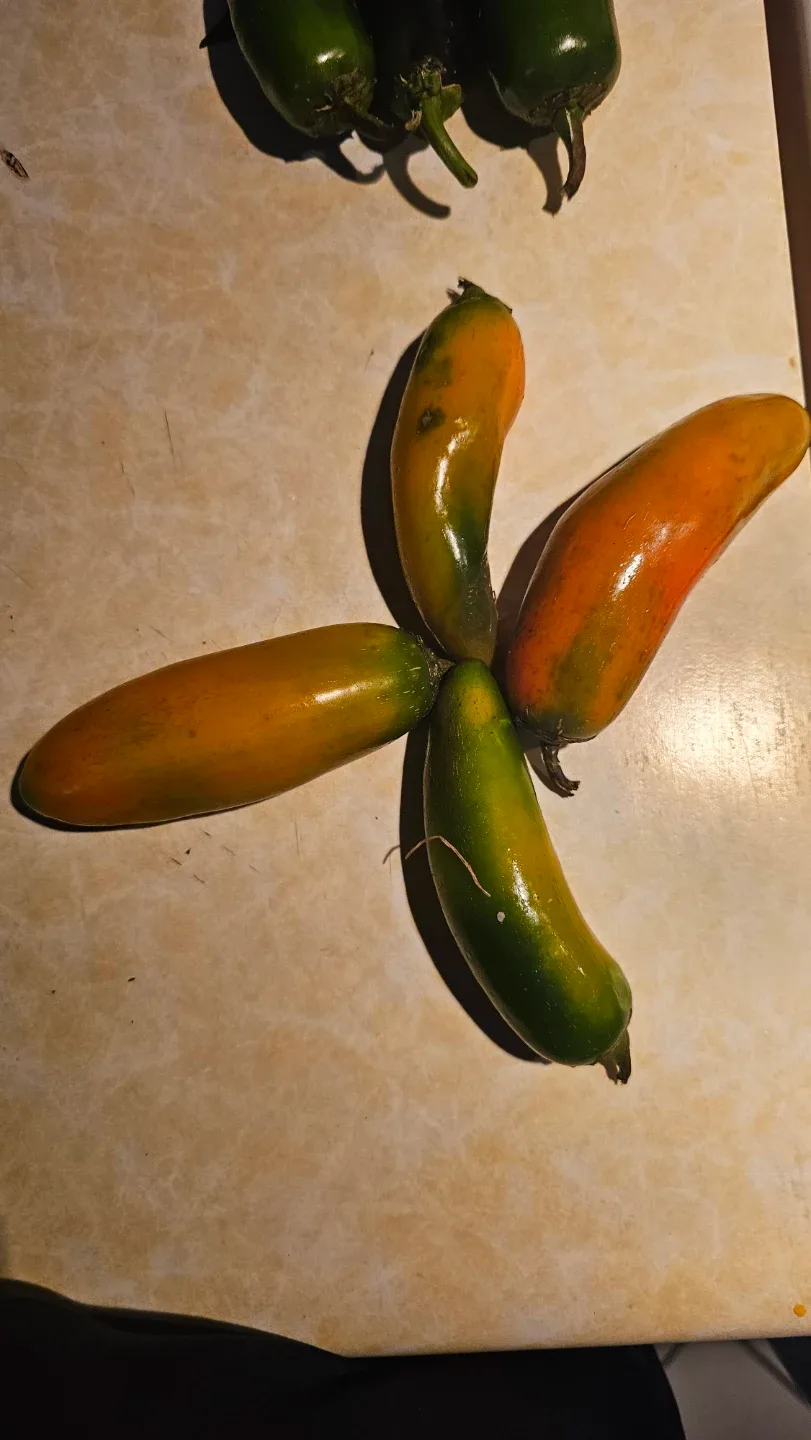 #Cleanout Total 7 Hallapenjos