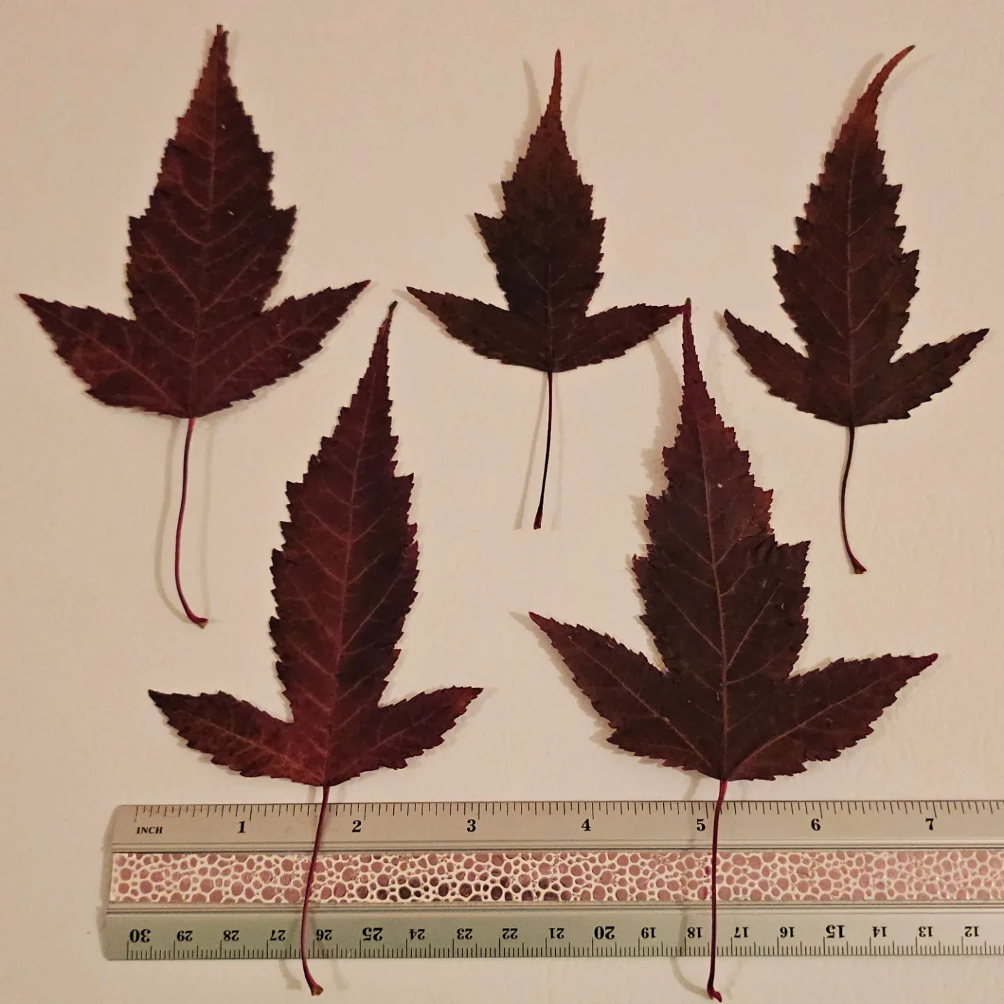 Real Pressed Red Maple Leaves image indicator(2)