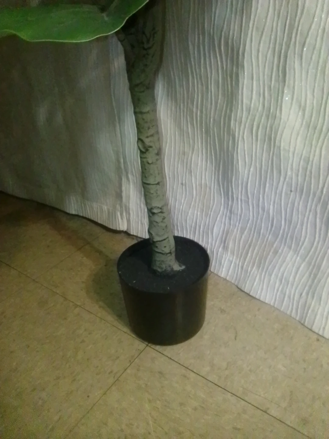 Fiddle Leaf Fig Tree Plant - photo 3